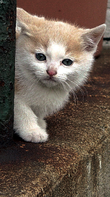 Gatitocallejero